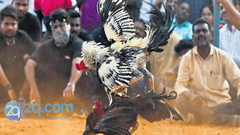 Đá gà 2qcom - Tựa game cực chiến không thể bỏ qua 1 doi-net-ve-da-ga-2qcom