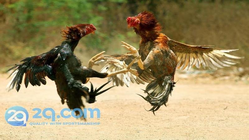 Đá gà 2qcom - Tựa game cực chiến không thể bỏ qua 3 he-thong-thuong-phat-tai-da-ga-2qcom